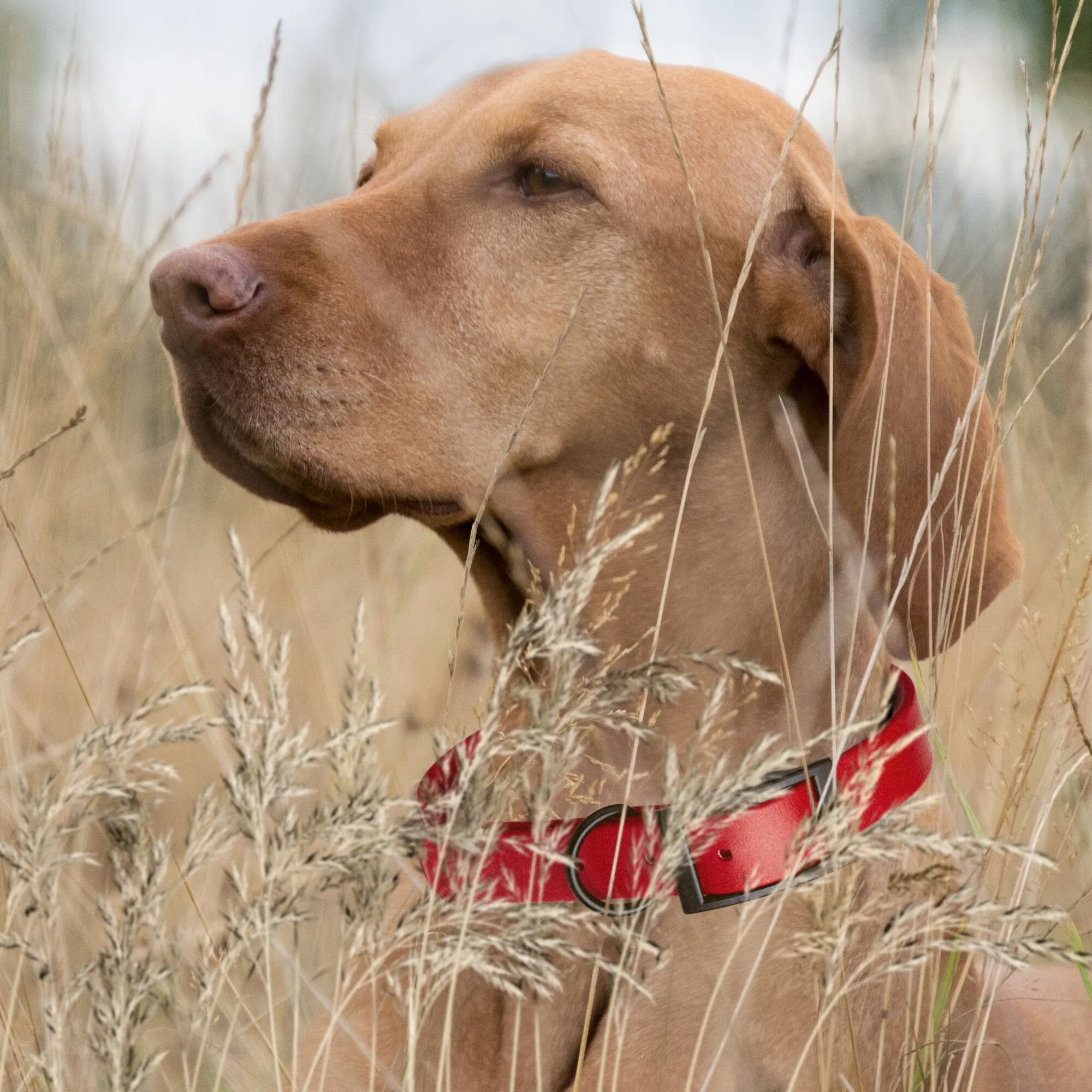 Biothane Waterproof Collar - Medium (15 to 18 inches)