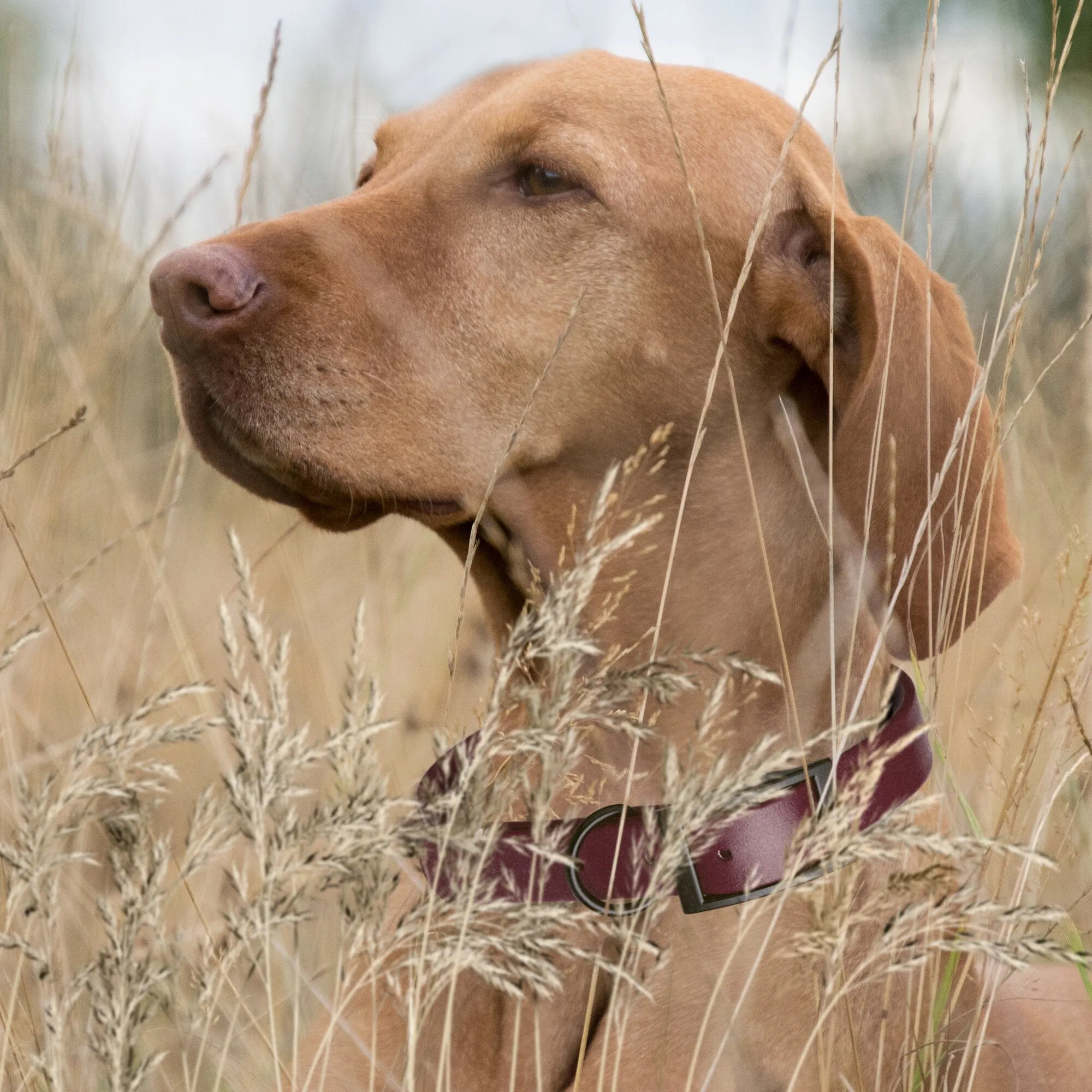 Biothane Waterproof Collar - Small (12 to 15 inches)