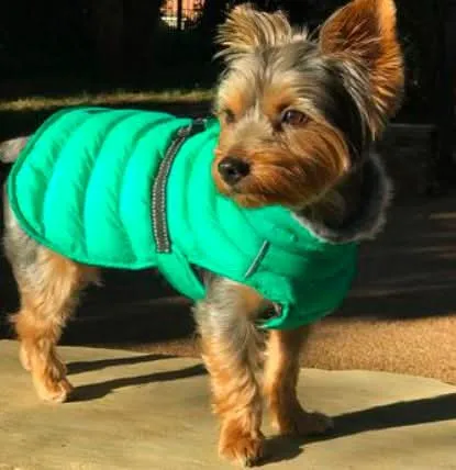 Doggie Design Alpine Extreme Cold Puffer Coat - Arcadia