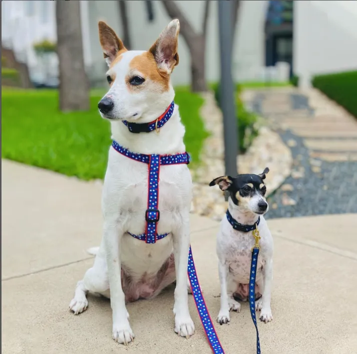 Harness | Stars