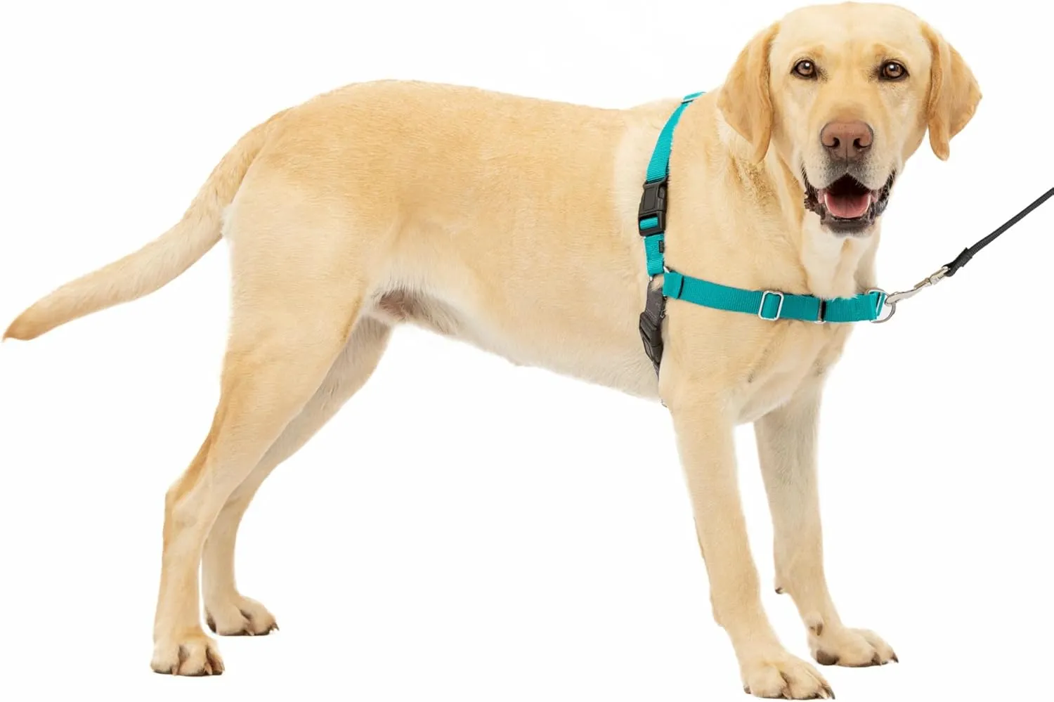 PetSafe Easy Walk NoPull Dog Harness Large TealGray