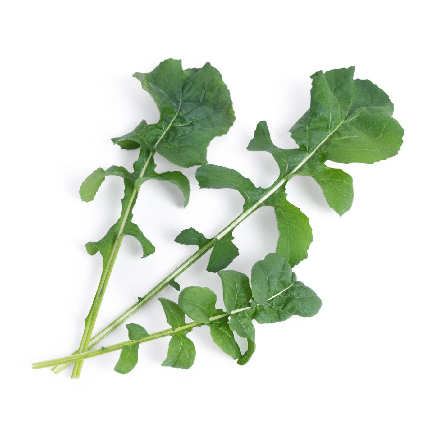 Veritable Lingot Arugula Organic