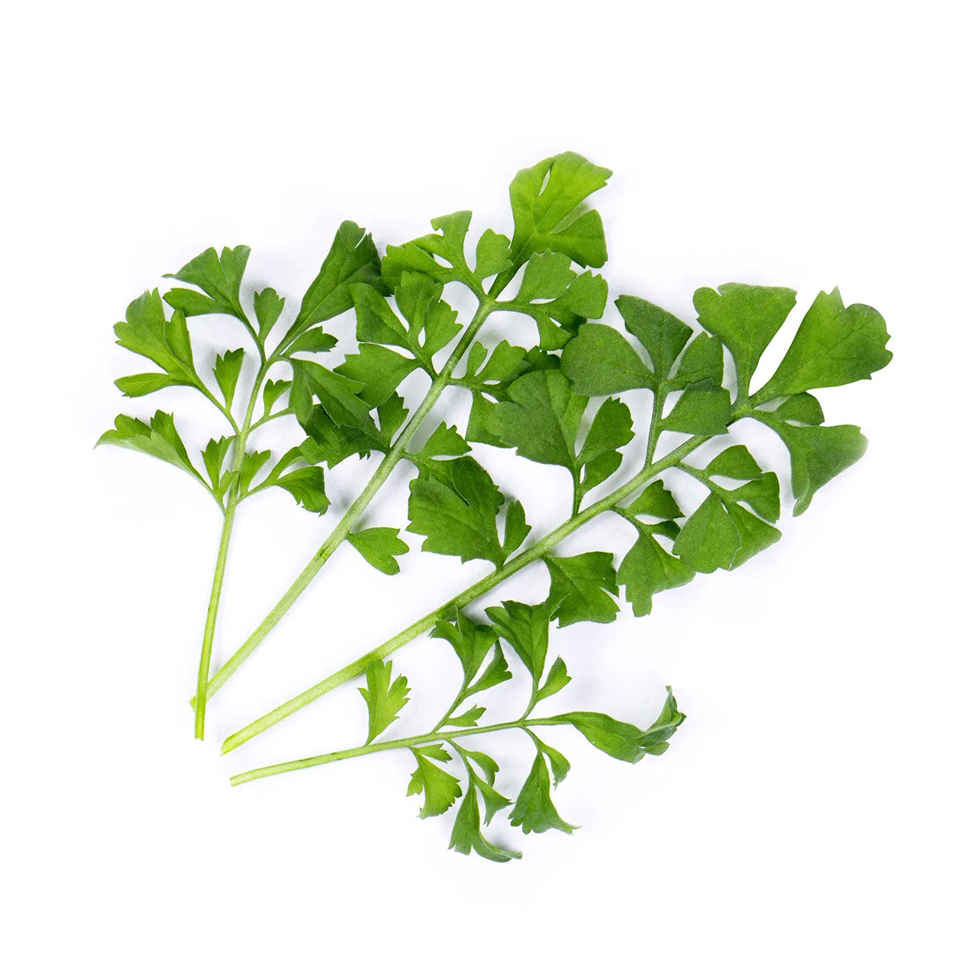 Veritable Lingot Garden cress Organic
