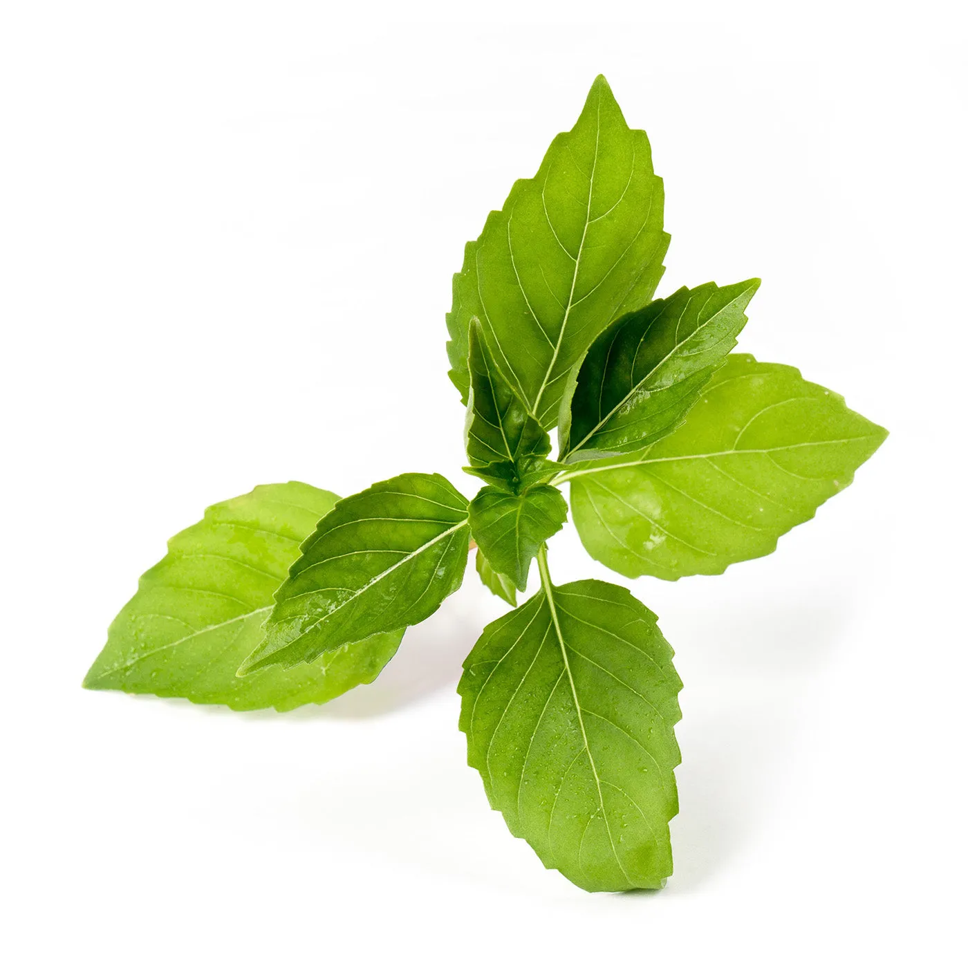 Veritable Lingot Lemon Basil Organic