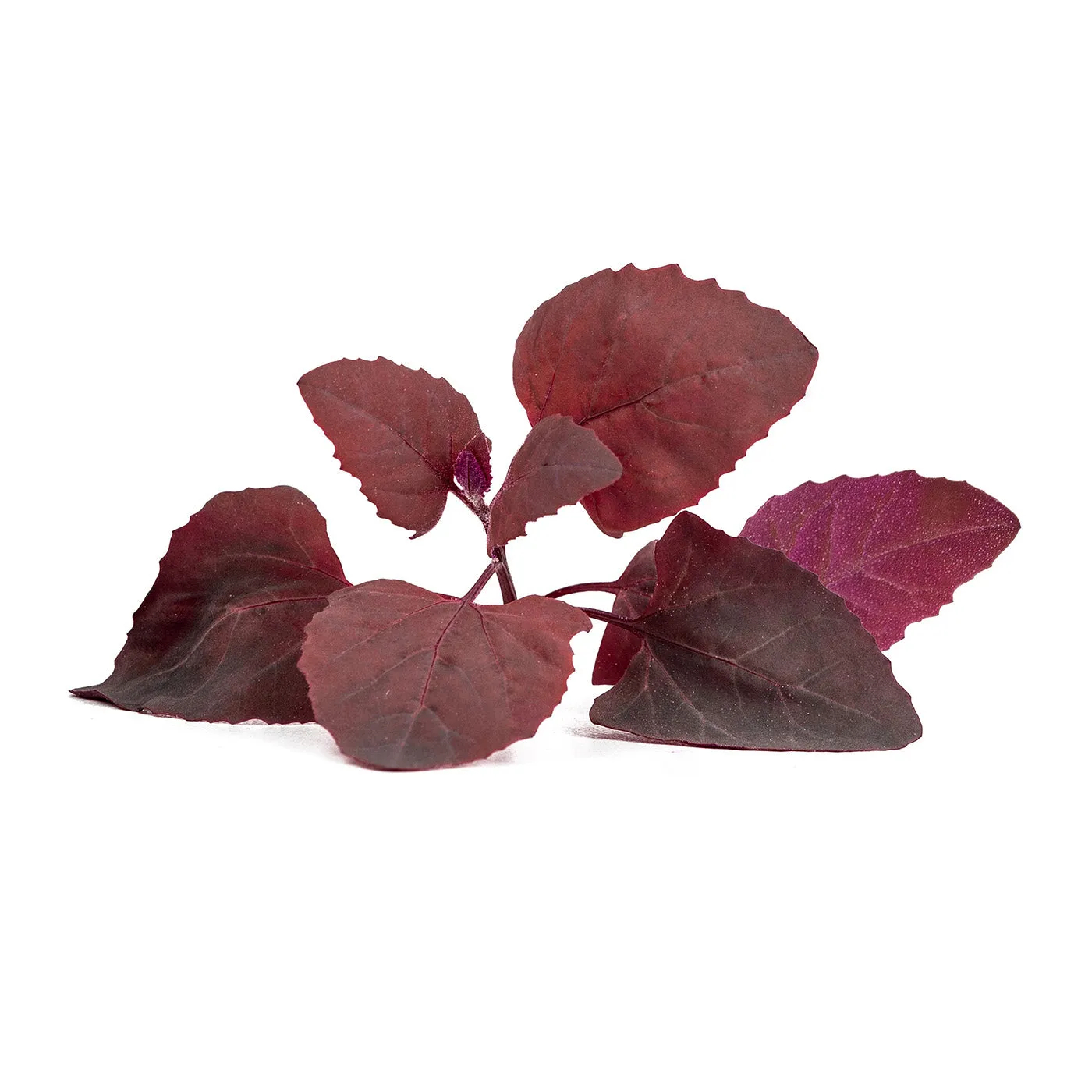 Veritable Lingot Red Orach