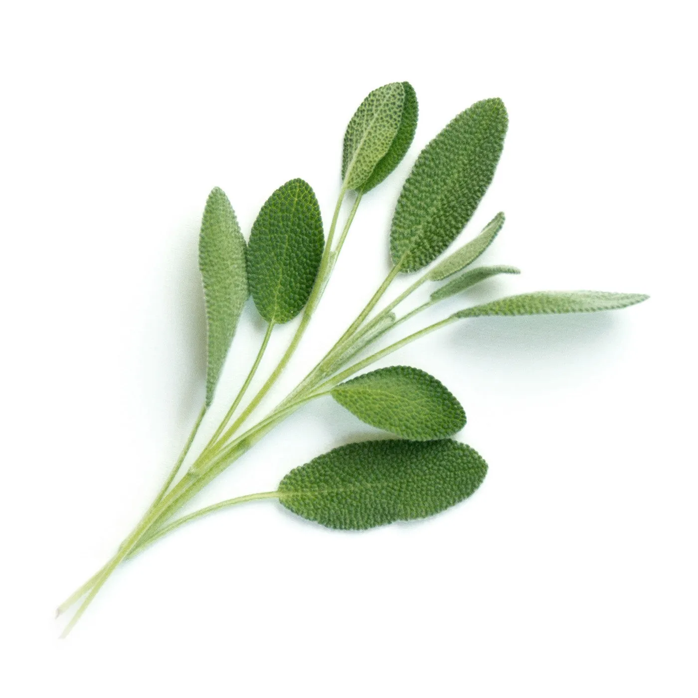 Veritable Lingot Sage Organic